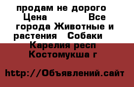 продам не дорого › Цена ­ 10 000 - Все города Животные и растения » Собаки   . Карелия респ.,Костомукша г.